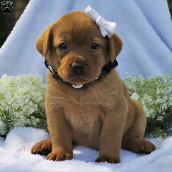 Misty Dawn, Fox Red Labrador Retriever Puppy